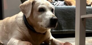 Hunde-Omi MALTA – VERMITTELT –