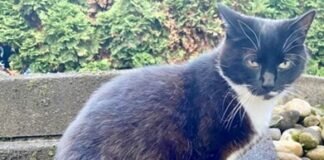 Notfall Katze Paulinchen