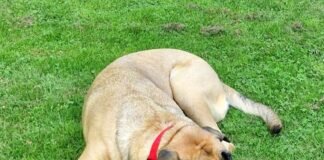 Notfall Hund Maila