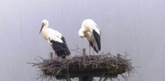 Storchennest bei Allendorf Lda.
