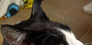 Katzenfreunde!