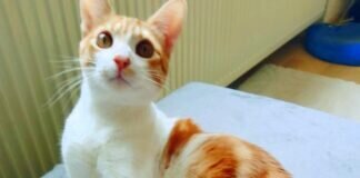 Zwei Kater Teenager auf der Suche nach dem Glück! Zuhause gefunden!