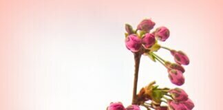 Kirschblüte im eigenen Garten…