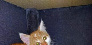 Zwei Kitten möchten Ihr Herz erobern! Zuhause gefunden!