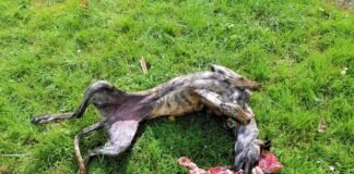 Einmal Galgo- immer Galgo! Zuhause gefunden!