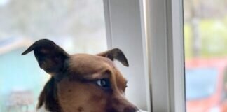 Fifikus Tilly- Schoßhund- nein danke! Zuhause gefunden!