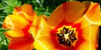 Bunte Blüenpracht
