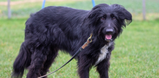 Herzenshund SAMMY
