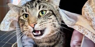 Kuschelkater DYLAN