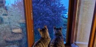 Schmusekater und Mäusefänger – Bibo und Fips