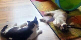 Die zwei Vergessenen!