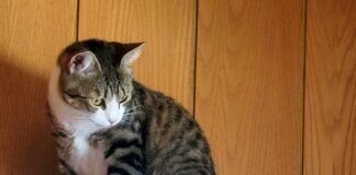 Schmuseprinzessin Mia und die Mutmacherin ihrer Schwester Kitty!
