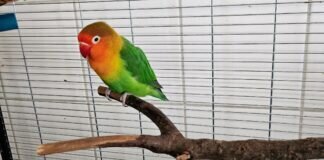 Hübsches Pfirsichköpfchen APPLEDORN