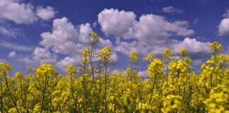 Erstfrühling und Vollfrühling zeigte sich von seiner Blütenseite.