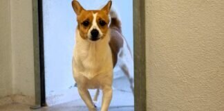 Der junge Speedy leidet sehr!