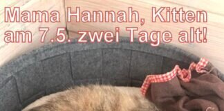 Nur eine Kastration verhindert Leid und Elend der Katzen!