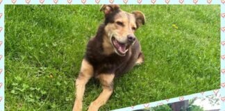 Ein toller Hund für hundeerfahrene Menschen!