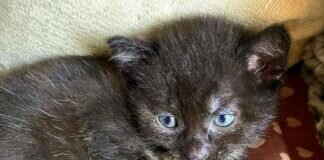 Eine zauberhafte Katzenfamilie!