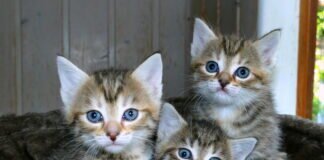 3 Katzenbabys sind im Katzenreich e.V. eingezogen