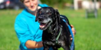 Freundliche Hunde Omi – ZELDA –