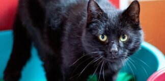 JOE BLACK sucht erfahrene Katzenleute