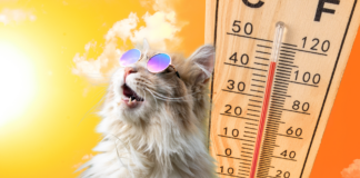 Katzenpflege im Sommer: Tipps für heiße Tage