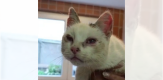 Verwahrloste Katze gefunden 🐈