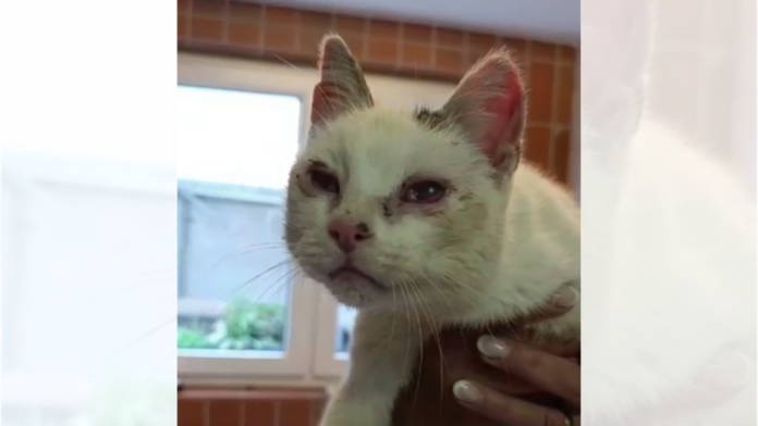 Fundkatze
