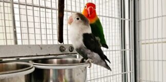 GOTHIC & APPLEDORN suchen gemeinsam ein neues Zuhause
