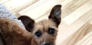 Kleine Hundeomi auf Wohnungssuche! Zuhause gefunden!