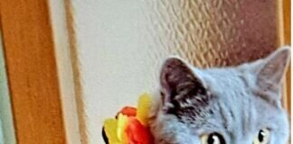 Luna unser EM Maskottchen hat sich bewährt