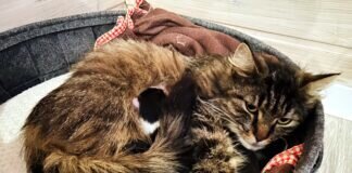 Eine Katzenfamilie zum “dahinschmelzen”!
