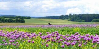 Der Schlafmohn blüht wieder