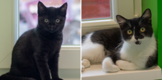 Viktoria & Sternchen suchen ein gemeinsames Zuhause