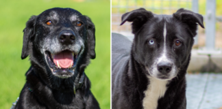 Warum ältere Hunde adoptieren?