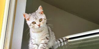 Drei zauberhafte Kitten suchen “ihre” Menschen! Zuhause gefunden!