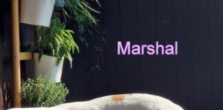 Marshall aus der Schweiz!