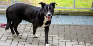 Achtjährige schwarze Schönheit – ZOEY