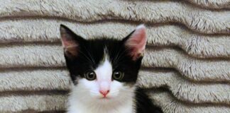 Katzenkinder möchten Ihr Herz erobern!