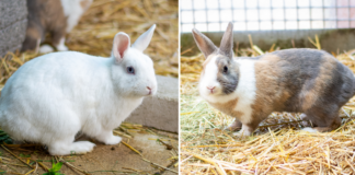 Zusammen in ein neues Zuhause – Lovis & Lilou –