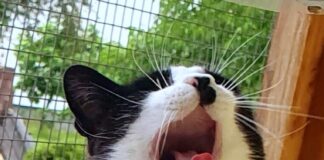 Tag der Katze!
