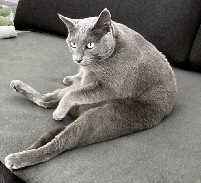 Kater_Loki_auf_Couch