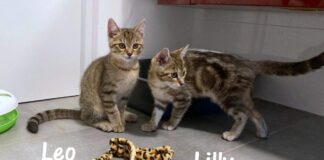 Leo und Lilly – ein Traumpaar