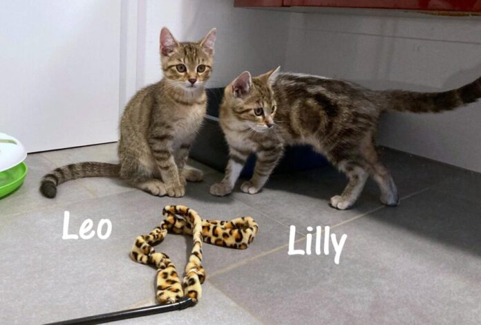 Leo und Lilly IMG-20240806-WA0003