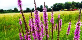 Blühende Vielfalt in Feld und Flur