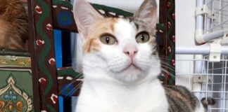 Der lieblichste Ton auf der Welt ist das Schnurren eurer Katze! (unbekannt)