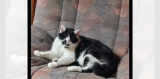 Ein einsamer Kater – TENDOR – VERMITTELT
