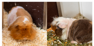 Gemeinsam in ein neues Zuhause – HUBBA & BUBBA – VERMITTELT