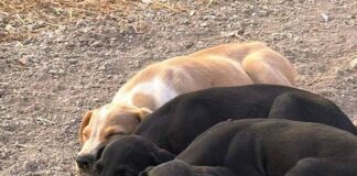 Dringend Adoptanten oder Pflegestellen gesucht!