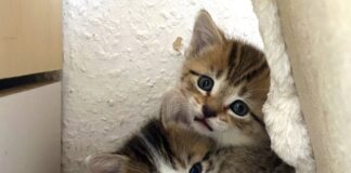 Schon das kleinste Katzentier ist ein Meisterstück! (Leonardo da Vinci)